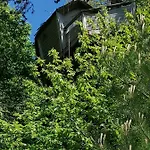 Sherwood Tree