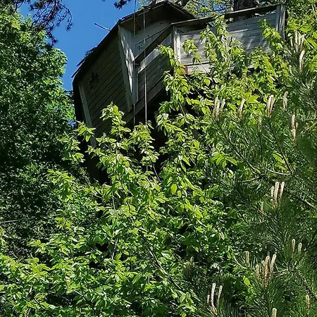 Sherwood Tree