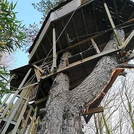 Sherwood Tree * エトルタ